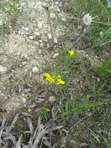 Oenothera capillifolia, photograph 4