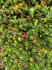 Disterigma empetrifolium