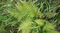 Oreopteris quelpartensis