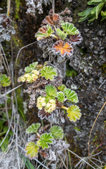 Alchemilla orbiculata