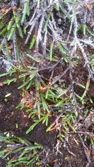 Cassiope lycopodioides