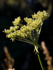 Silphiodaucus prutenicus