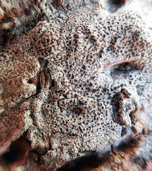Lecanora kohu