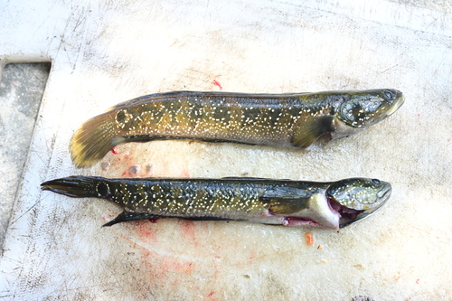 Small Snakehead