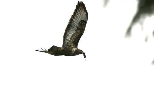 Busardo ratonero (Buteo buteo)