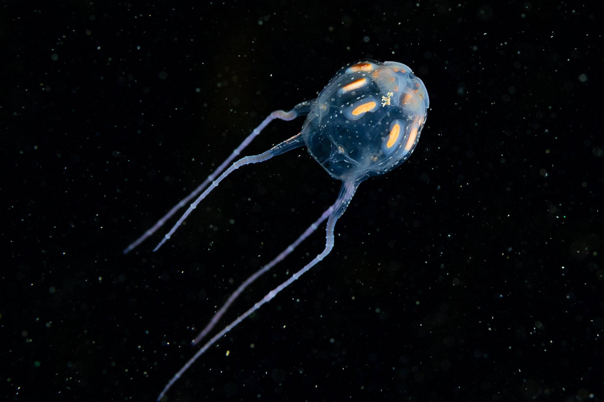 Copula sivickisi (Stiasny, 1926)