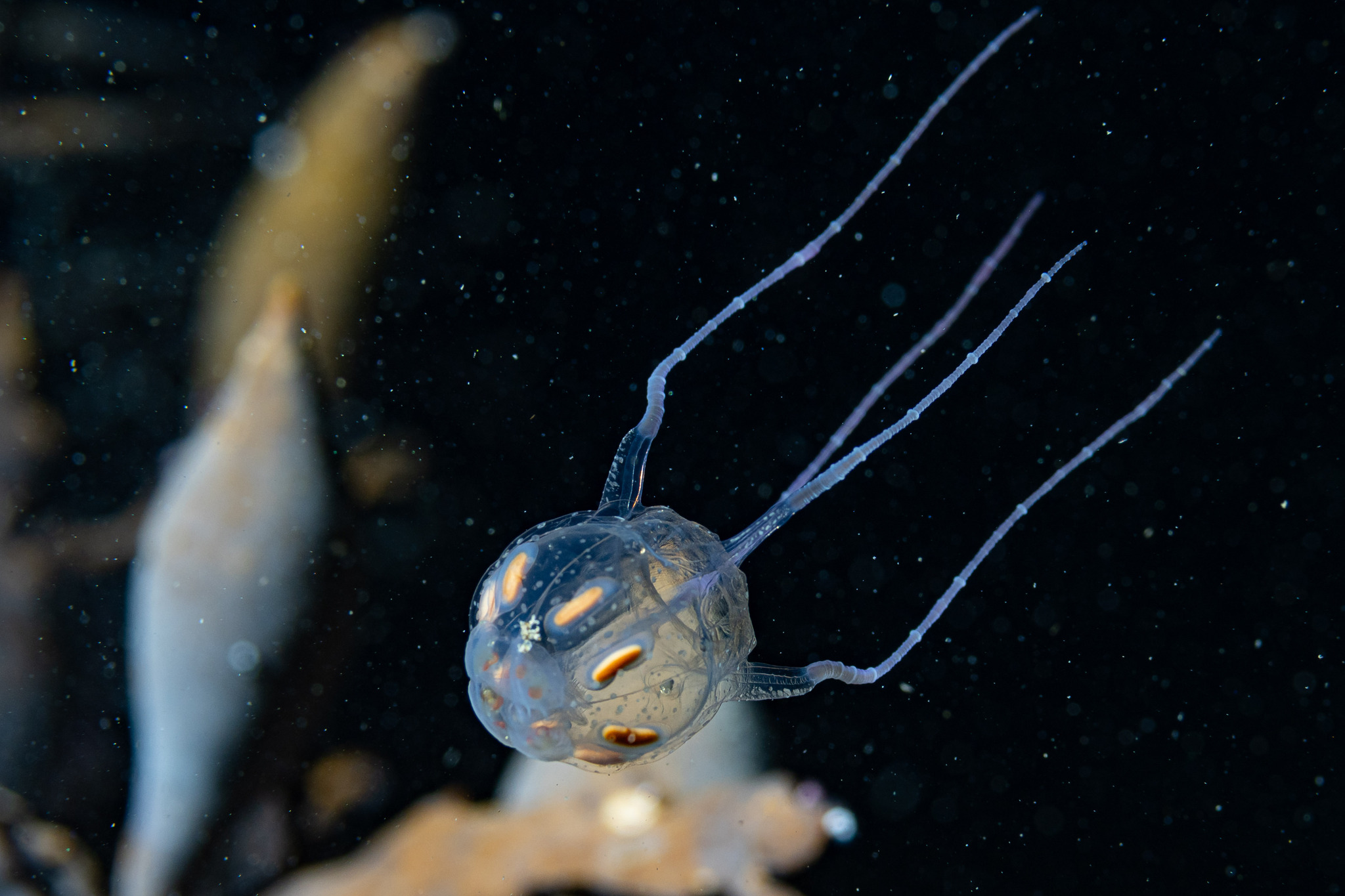 Copula sivickisi (Stiasny, 1926)