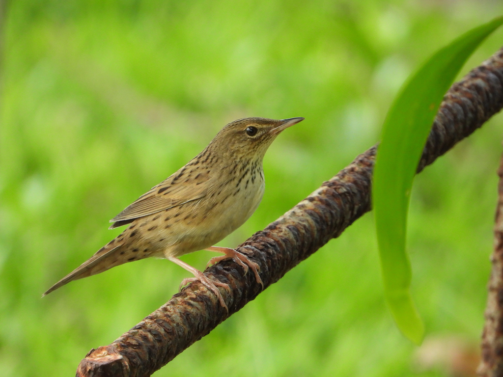 Lanceolated Warbler