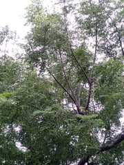 Koordersiodendron pinnatum