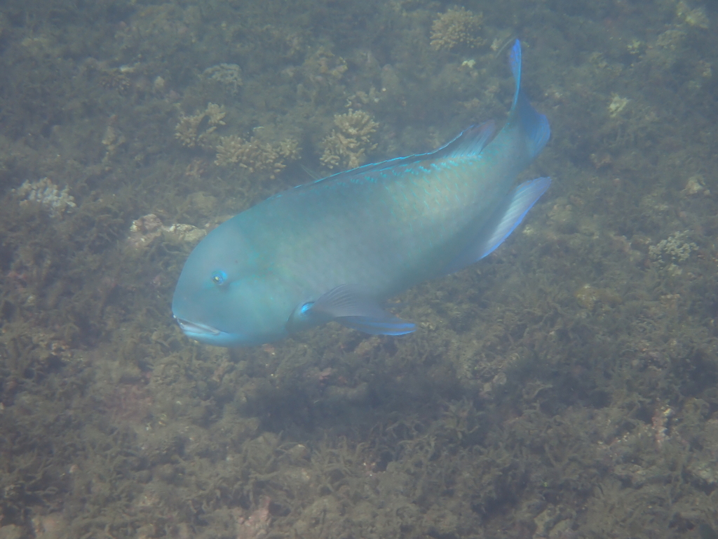 Blackspot Tuskfish
