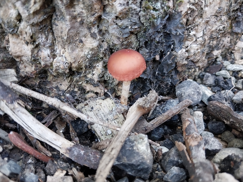 Leratiomyces ceres · April 2025 · photo: © kiwialli (iNaturalist, cc-by)