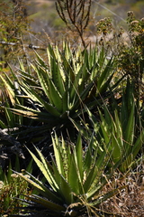 Agave convallis