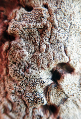 Lecanora kohu