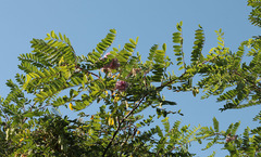 Robinia viscosa hartwigii