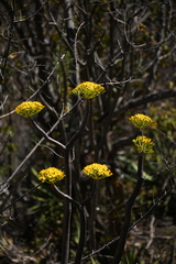 Pittocaulon velatum