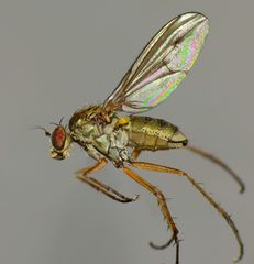 Helichochaetus discifer