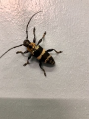 Tmesisternus schaumii