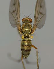 Helichochaetus discifer