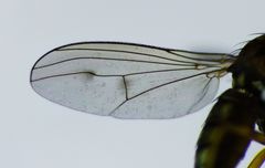 Helichochaetus discifer