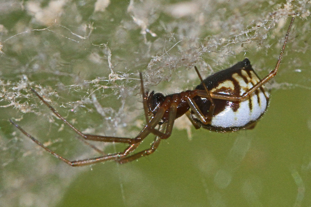 Frontinella