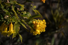 Tecoma stans velutina