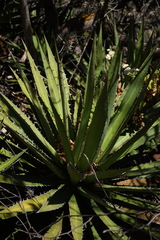 Agave convallis