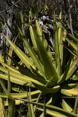 Agave angustiarum