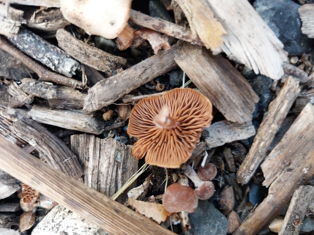 Tubaria furfuracea · April 2025 · photo: © kiwialli (iNaturalist, cc-by)