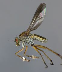 Helichochaetus discifer