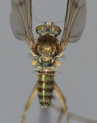 Helichochaetus discifer