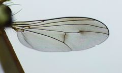 Helichochaetus discifer