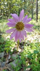 Iostephane heterophylla