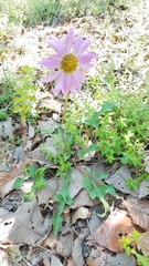 Iostephane heterophylla