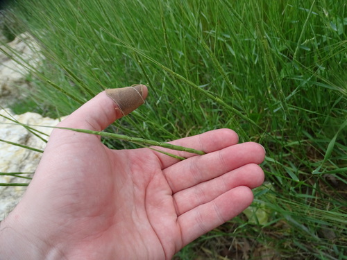 Image of Aegilops cylindrica by (c) Nathan May, some rights reserved (CC BY)