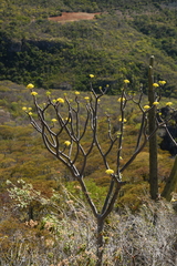 Pittocaulon velatum