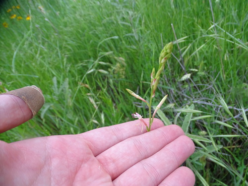 Image of Oenothera suffulta by (c) Nathan May, some rights reserved (CC BY)