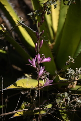 Bletia parkinsonii