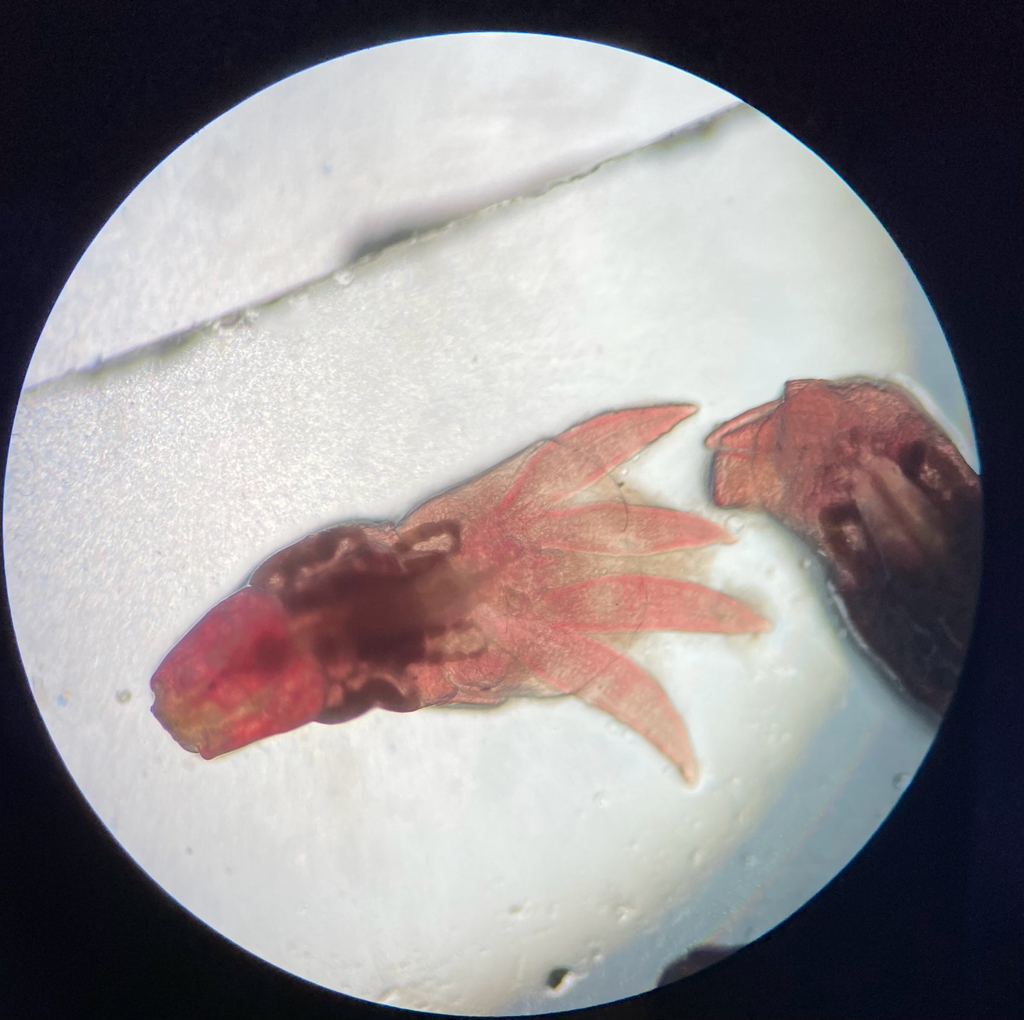 Lernanthropus kroyeri