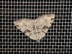 Macaria bitactata