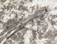 Argia tonto