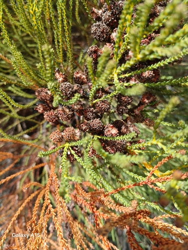 Image of Redleg Kolkol (Berzelia abrotanoides) by no rights reserved