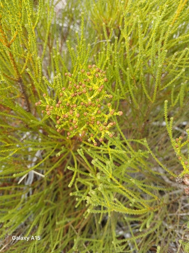 Image of Redleg Kolkol (Berzelia abrotanoides) by no rights reserved