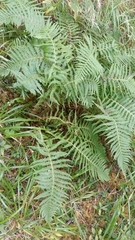 Oreopteris quelpartensis