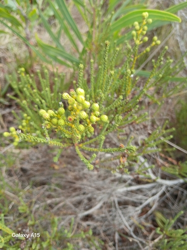 Image of Redleg Kolkol (Berzelia abrotanoides) by no rights reserved