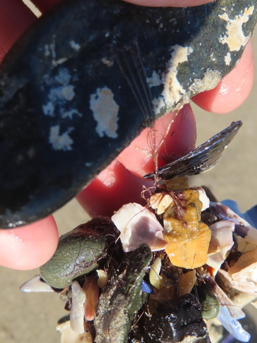 Mediterranean mussel