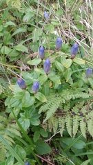 Gentiana platypetala