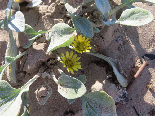 Image of Arctotheca populifolia by (c) linkie, some rights reserved (CC BY)