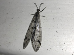 Dendroleon speciosus