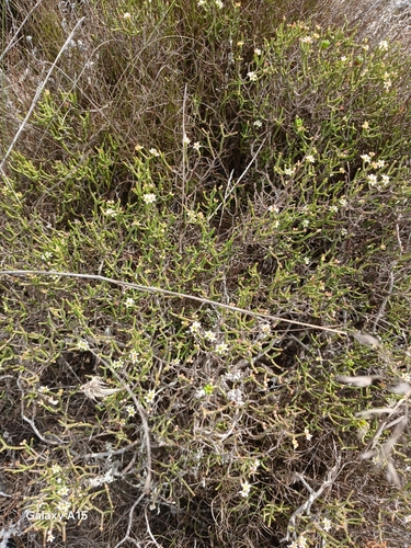 Cedar Bitterbuchu (Diosma dichotoma)