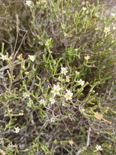 Image of Diosma dichotoma by no rights reserved